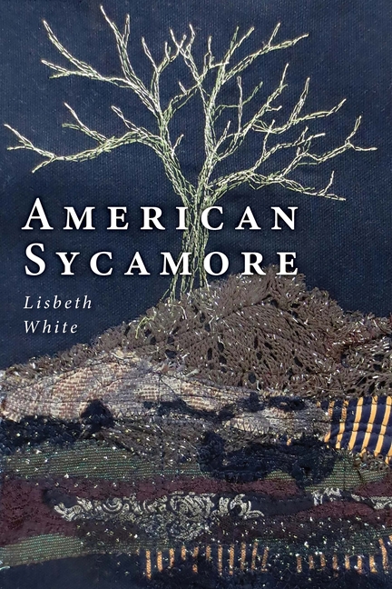 American Sycamore